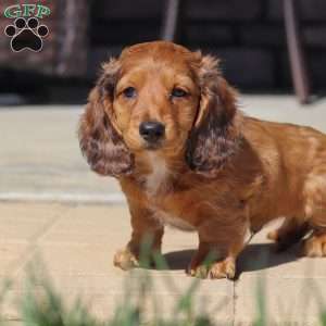 Buddy, Dachshund Puppy